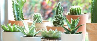 A south facing position will provide good sunlight. How To Grow Cacti And Succulents Palmers Garden Centre