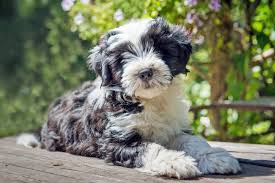 Tibetan terriers on this site are also diverse in age and size. Tibetan Terrier Dog Breed Information And Characteristics Daily Paws