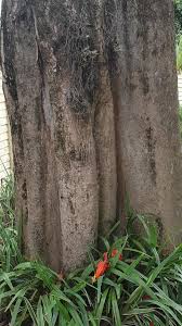 Image result for Neocussonia umbellifera