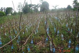 Check spelling or type a new query. Drip Irrigation High Tech Application Made Simpler Daily Monitor