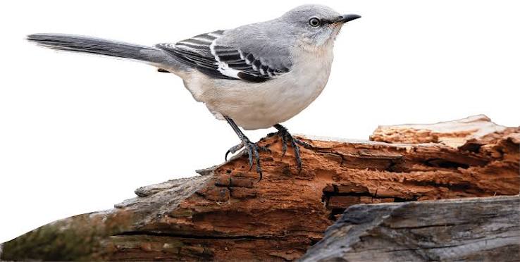 The Mockingbird: The State Bird of Florida - Home & Yard Magazine