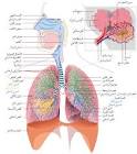 روح اطفال
