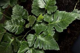 Image result for Davalliaceae