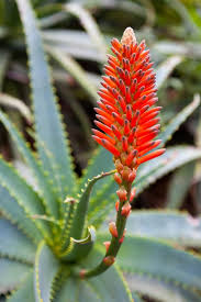 Reportage d'envoyé spécial sur l'aloe vera. Aloes Aloe Vera Entretien Arrossage Et Rempotage M6 Deco Fr