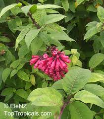 Image result for Cestrum elegans