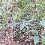 Image result for Palisota ambigua