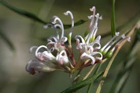 Image result for Grevillea linearifolia