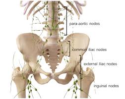 Muscles and ligaments work in a reciprocal fashion at the hip joint. Pelvis Hip Anatomy
