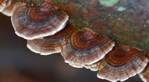 Image result for site:byggahus.se braständare