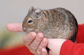 Keeping And Caring For Pet Degus Degus Pet Rodents Degu