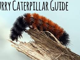 They'll spin a cocoon among the leaves of their food plant or among leaves on the ground. Furry Caterpillars An Identification Guide Owlcation