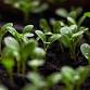 Cape Cod Horticulture Lecture Series: Digging event image