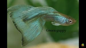 pin by sri harsha on fish guppy fish breeding oscar fish