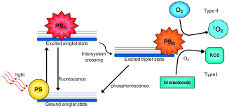 Locations using this time are currently using pst time. Type I And Type Ii Reactions In Pdt Photodynamic Therapy Schematic Download Scientific Diagram