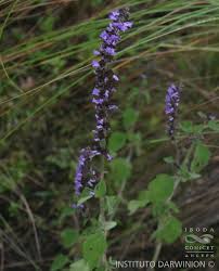 Image result for Cantinoa