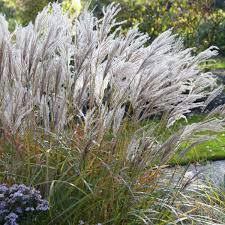 Image result for Miscanthus violaceus