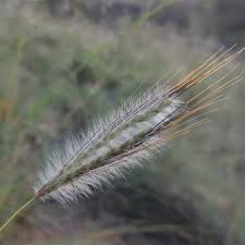 Image result for Dichanthium sericeum