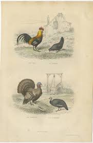 It means that you can use and modify it for your personal and commercial projects. Antique Bird Print Of A Rooster Hen Turkey Guinea Fowl By Buffon