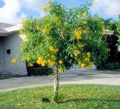 The word tecoma comes from mexico and stans means erect. Yellow Elder Tree Seeds
