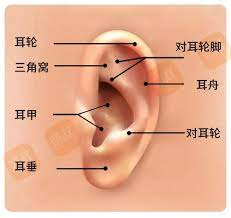 耳朵外部结构图与名称,耳朵外部结构图(3) - 伤感说说吧