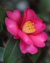 Camellia Sasanqua A November Treat Beautiful Flowers Pretty Flowers Amazing Flowers