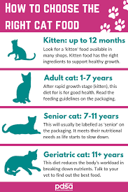 the best diet for your cat pdsa