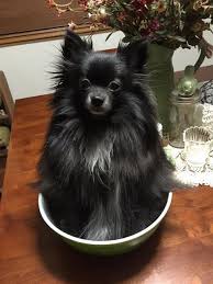 Pomeranian Black American Eskimo Dog Pin By Yaknnyl Regnaz On Pomeranian Pomimo Dogs A Mix Of American Eskimo And Pomeranian Pomeranian Dog Pomeranian Cute Pomeranian