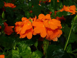 Image result for Crossandra puberula