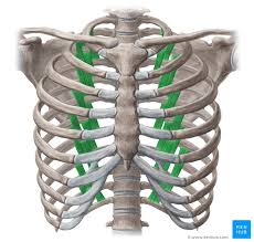 Test your knowledge about the ribs anatomy here in vertebrate anatomy, ribs (latin: Subcostal Muscles Origin Insertion Innervation Action Kenhub