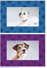 Help the aspca put a stop to animal cruelty. It S Mailing Cats And Dogs Aspca Holiday Cards Petopia