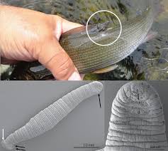 Image result for Cyclocotyla