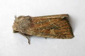 Image result for Photedes fluxa