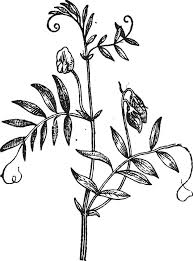 Image result for Lens culinaris