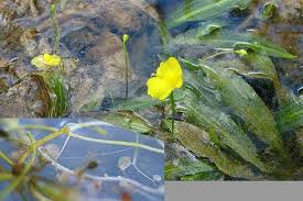 Image result for Lentibulariaceae