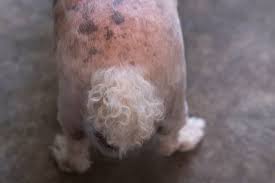 Image result for mold in the ear dog