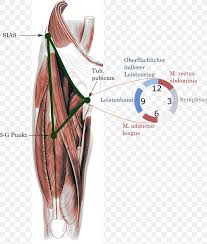 Among the hypotheses advanced to explain this frequency, the role played by the inguinal ligament was underlined. Groin Pain Adduktor Inguinal Ligament Pubis Png 1500x1769px Watercolor Cartoon Flower Frame Heart Download Free