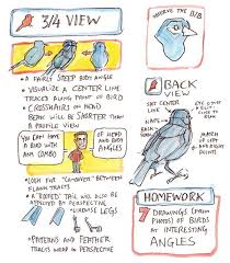 drawing birds side front back and 3 4 views video workshop john muir laws bird drawings drawings nature drawing drawing birds side front back and 3