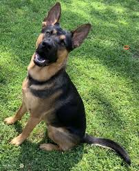 The diversity in black german shepherd colors is due to the different colors of coat types. Stud Dog Short Haired Black Tan German Shepherd Dog Breed Your Dog