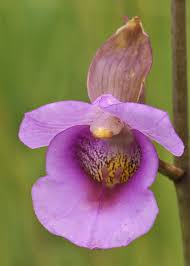 Image result for Holothrix nyasae