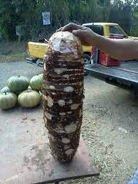 Puerto rican cooking is a party for the taste buds! Huge Malanga From Puerto Rico Puerto Rico Food Puerto Rican Cuisine Puerto Rico