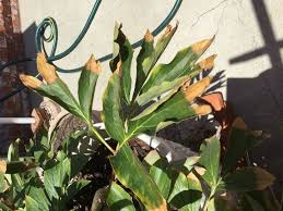 The leaves curling could be powdery mildew. Why Are My Peony Leaves Turning Brown At The Ends Hometalk