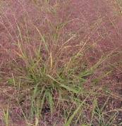 Image result for Eragrostis macrochlamys