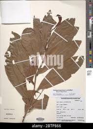 Image result for Campylospermum