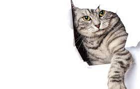 Check spelling or type a new query. Wallpaper Cat Paper Grey Paw White Background Images For Desktop Section Koshki Download