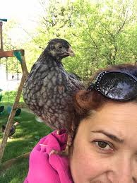 What should I name my new red blue lace wyandotte?