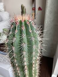 Glochids are usually the least noticeable because they are substantially smaller in size and paler in color, while spines are usually larger, stiffer and often more how to. Spines Turning Colors Cactus