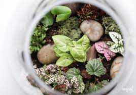 Easy to grow in bright shade or morning. How To Make A Terrarium Step By Step Tutorial