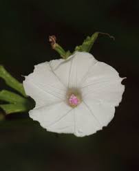 Image result for Ipomoea coptica