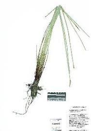 Image result for Eleocharis confervoides