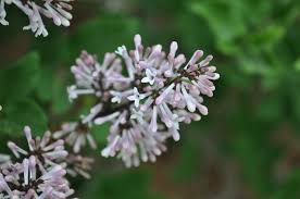 Dwarf korean lilac (tree form) is smothered in stunning panicles of fragrant lilac purple flowers at the ends of the branches in late spring, which emerge from . Dwarf Korean Lilac